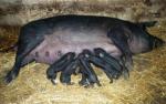 Black Slavonian | Pig | Pig Breeds